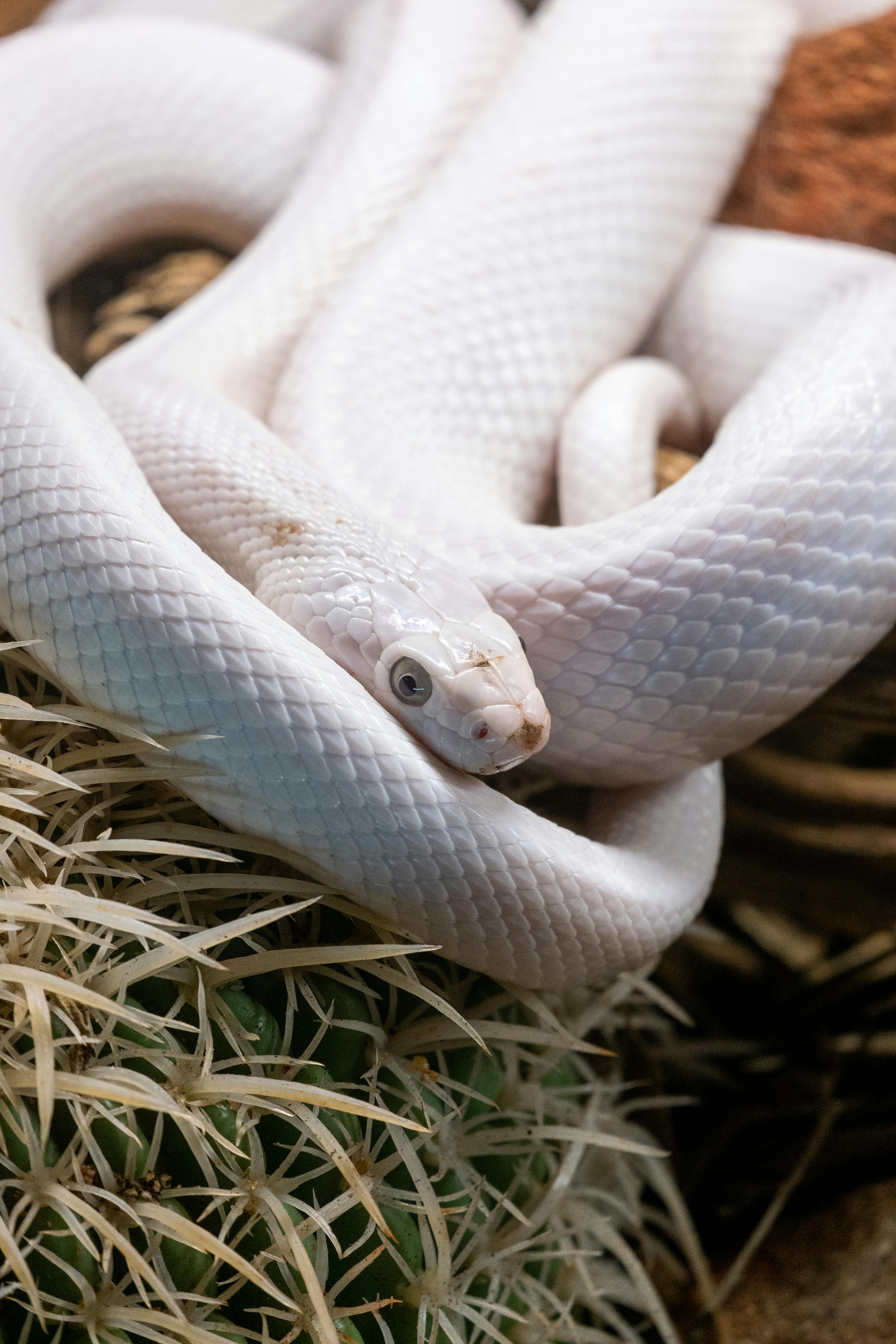 Serpiente Texana Leucística